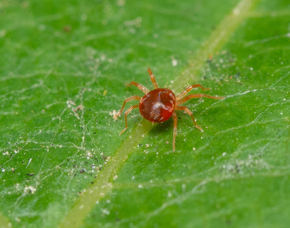 Whirligig mite - Family Anystidae (Whirligig Mites)