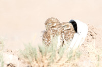 Burrowing Owl - Athene cunicularia