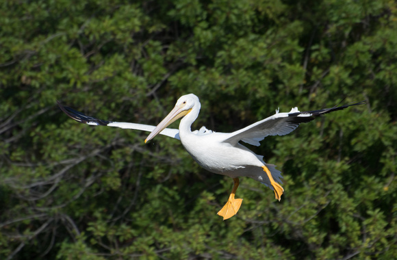 American White Pelican - Pelecanus erythrorhynchos
