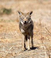 San Jacinto Wildlife Area, Riverside County, February 2, 2025