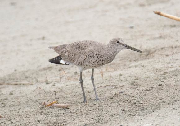 Willet - Tringa semipalmatus