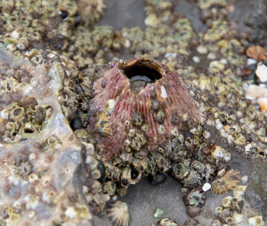 Red thatched barnacle - Tetraclita rubescens