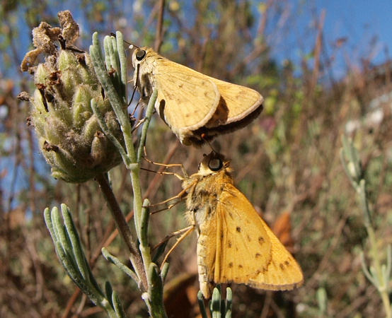 Fiery skipper - Hylefila phyleus