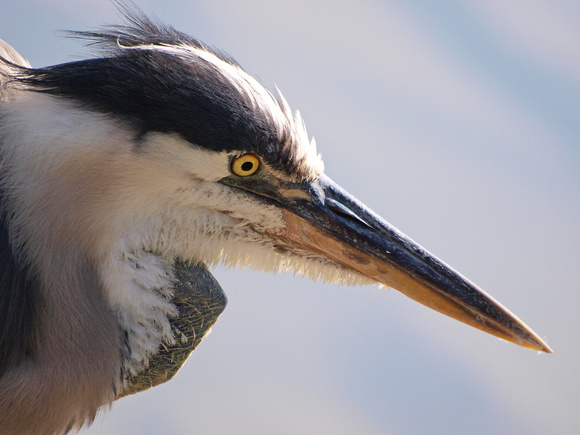 Great Blue Heron - Ahttp://www.zenfolio.com/kimssight/p294905084/edit#rdea herodias