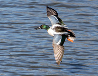 Northern Shoveler - Spatula clypeata