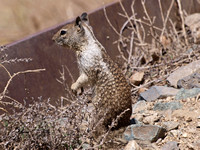 California ground squirrel - Spermophilus beecheyi