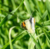 Sara orangetip - Antocharis sara