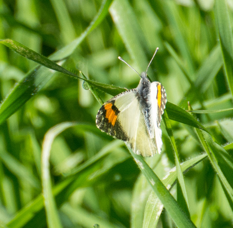 Sara orangetip - Antocharis sara