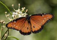 Queen - Danaus gilippus (Male)