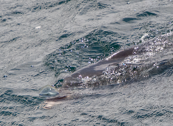 Ocean sunfish - Mola mola eating By-the-wind Sailor - Velella velella