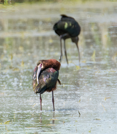 White-faced Ibis - Plegadis chihi