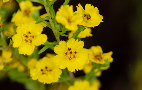 Slender tarplant - Deinandra fasciculata