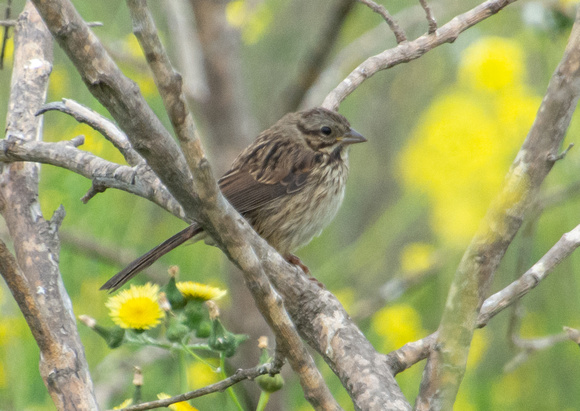 Song Sparrow - Melospiza melodia