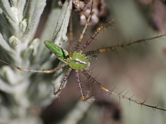 Green lynx spider - Peucetia viridans