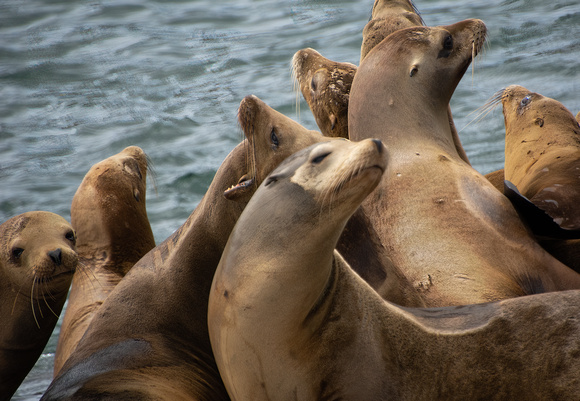 California sea lion - Zalophus californianus