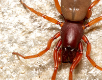 Woodlouse hunter - Dysdera crocata