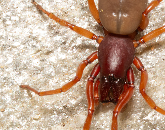 Woodlouse hunter - Dysdera crocata