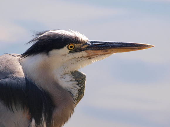 Great Blue Heron - Ahttp://www.zenfolio.com/kimssight/p294905084/edit#rdea herodias