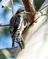 Yellow-bellied Sapsucker - Sphyrapicus varius