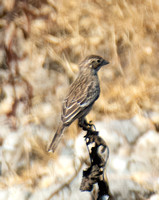 Lark Bunting - Calamospiza melanocorys