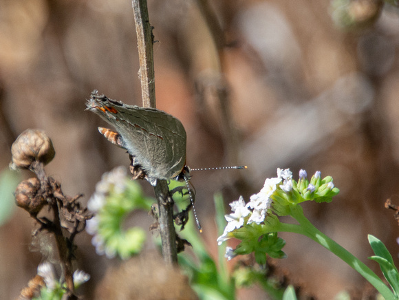 Gray hairstreak - Strymon melinus, Alkali heliotrope - Heliotropium curassavicum