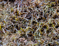 Lawn Alga - Chondracanthus canaliculatus