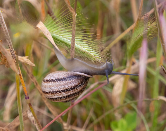 Milk Snail - Otala lactea