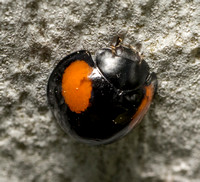 Twice-struck Ladybeetle - Axion plagiatum