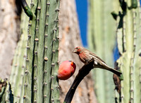 Rancho Los Cerritos Historic Site Bird Count 11-13-2015