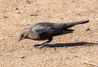 Brewer's Blackbird - Euphagus cyanocephalus