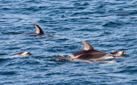 Pacific white-sided dolphin- Lagenorhynchus obliquidens