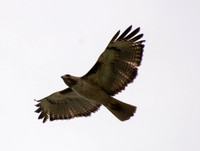 Red-tailed Hawk - Buteo jamaicens