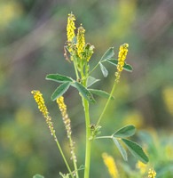 Yellow Sweetclover - Meliotus indicus