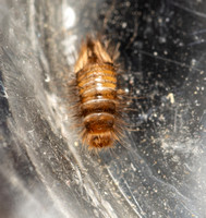 Carpet beetle - Anthrenus verbasci