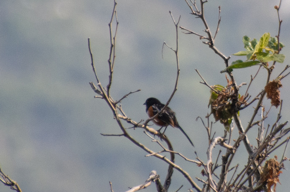 Spotted Towhee - Pipilo maculatus
