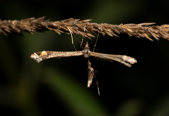 Sage Plume Moth - Anstenoptilia marmarodactyla