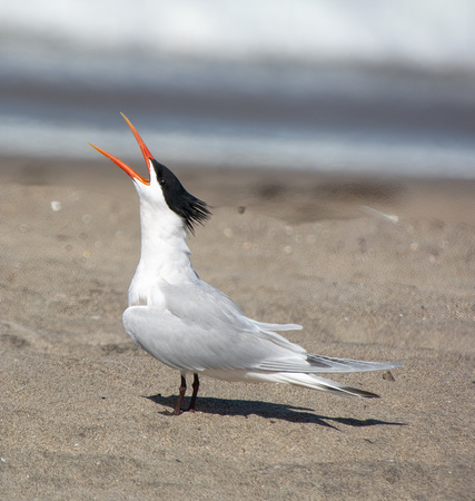 Elegant Tern - Thalasseus elegans