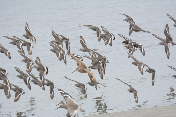 Black Turnstone - Arenaria melanocephala, Marbled Godwit - Limosa fedoa, Surfbird - Calidris virgata, Willet - Tringa semipalmatus