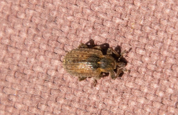 Alfalfa Weevil - Hypera postica