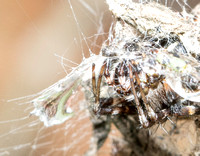 Orb weaver - Metepeira sp