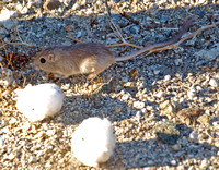 Long-tailed pocket mouse - Chaetodipus formosus
