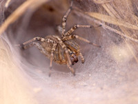 Grass spider - Agelenopsis aperta