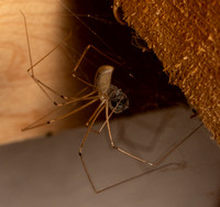 Long-bodied cellar spider - Pholcus phalangioides