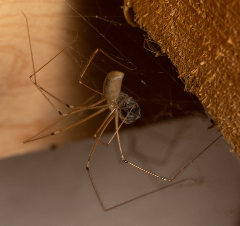 Long-bodied cellar spider - Pholcus phalangioides