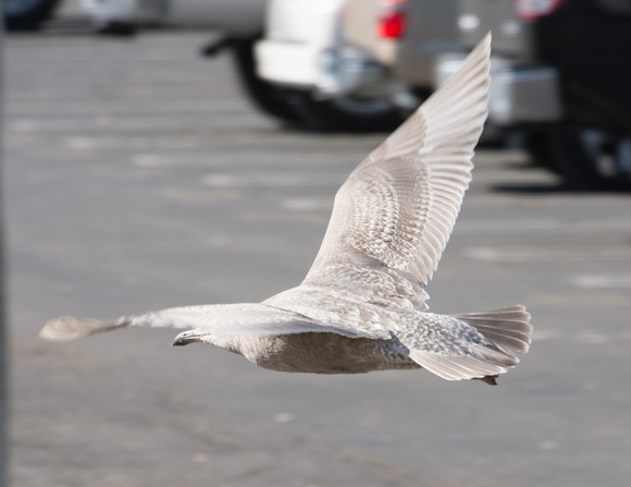 Glaucous-winged Gull - Larus glaucescens (1st Winter)