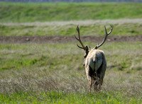 Tule Elk - Cervus canadensis ssp. nannodes