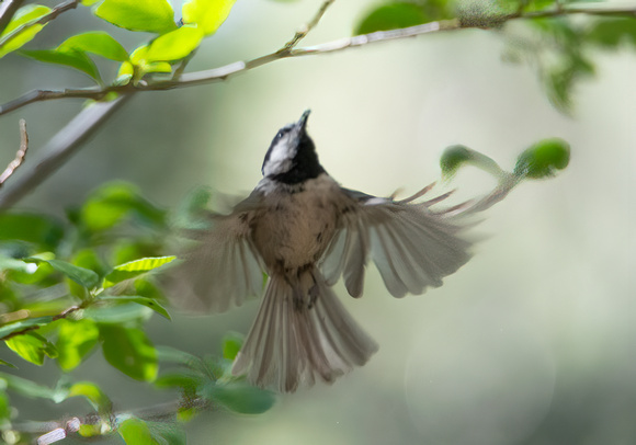 Mountain Chickadee- Poecile gambeli