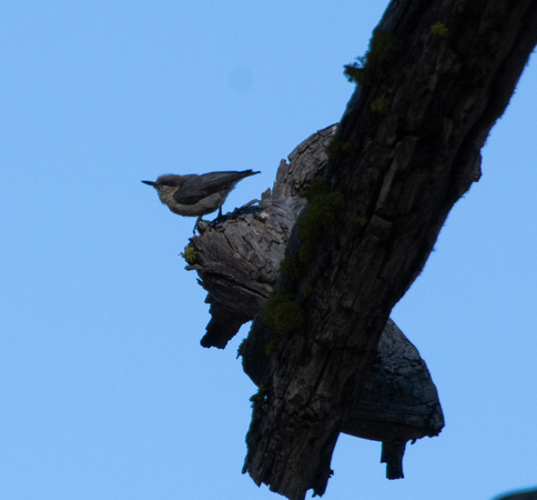 Pygmy Nuthatch - Sitta pygmaea