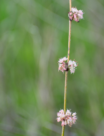 Buckwheat