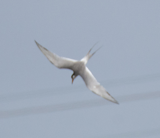 Forster's Tern - Sterna forsteri